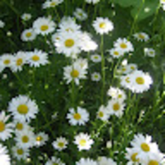 Meet your Posher, J - Picture 1 of 1